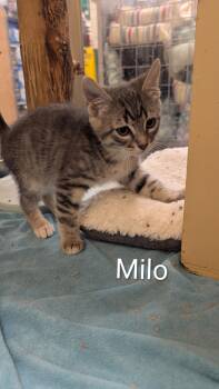 Milo -  Domestic Short Hair Cat for Adoption in Missoula, Montana - Milo | PetCurious