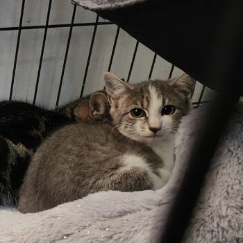 Penelope -  Domestic Short Hair Cat for Adoption in Charlottesville, Virginia - Penelope | PetCurious