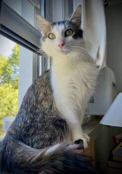Nelly -  Domestic Medium Hair Cat for Adoption - Nelly | PetCurious