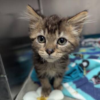 Carley -  Domestic Medium Hair Cat for Adoption in Evansville, Indiana - Carley | PetCurious