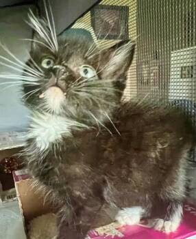 SWEET TEA -  Domestic Short Hair Cat for Adoption in Houston, Texas - SWEET TEA | PetCurious