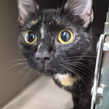 Slushie -  Domestic Short Hair Cat for Adoption in Cleveland, Mississippi - Slushie | PetCurious