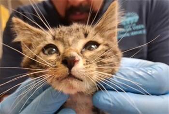 SIF -  Domestic Short Hair Cat for Adoption in Chula Vista, California - SIF | PetCurious