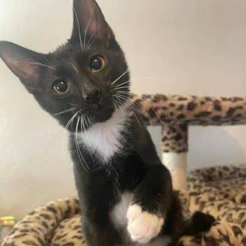 Baddie -  Domestic Short Hair Cat for Adoption in Warr Acres, Oklahoma - Baddie | PetCurious
