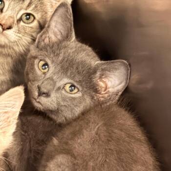 Chorizo -  Domestic Short Hair Cat for Adoption in Franklin, North Carolina - Chorizo | PetCurious