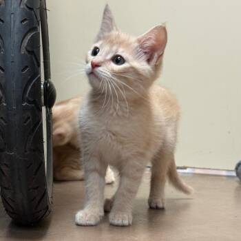 Padme Amidala -  Domestic Short Hair Cat for Adoption in Flagstaff, Arizona - Padme Amidala | PetCurious