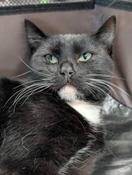 Rescue Domestic Short Hair Cats for Adoption in Honolulu, Hawaii - Harley | PetCurious