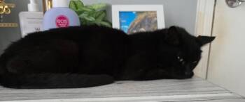 Rescue Domestic Short Hair Cats for Adoption in Philadelphia, Pennsylvania - Rhea | PetCurious