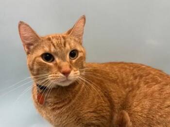 Boba -  Domestic Short Hair Cat for Adoption in Woodbury, Minnesota - Boba | PetCurious