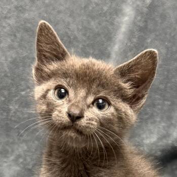 Sonar -  Domestic Short Hair Cat for Adoption in Brenham, Texas - Sonar | PetCurious