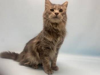 Beans -  Domestic Medium Hair Cat for Adoption in Golden Valley, Minnesota - Beans | PetCurious