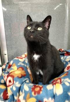 Rescue American Shorthair Cats for Adoption in Erie, Pennsylvania - Tandy | PetCurious