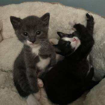 Domestic Short Hair Cats Available for Adoption in Long Beach, California - Lily | PetCurious