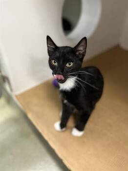 MUSTACHE -  Domestic Short Hair Cat for Adoption in Boston, Massachusetts - MUSTACHE | PetCurious