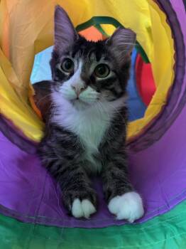 Rhaenyra -  Domestic Medium Hair Cat for Adoption in Chicago, Illinois - Rhaenyra | PetCurious