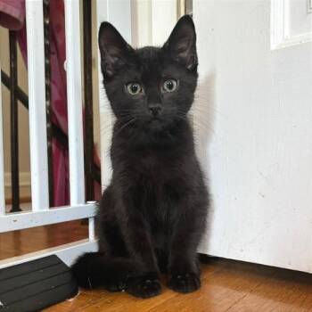 Anchovy -  Domestic Short Hair Cat for Adoption in Gibsonia, Pennsylvania - Anchovy | PetCurious