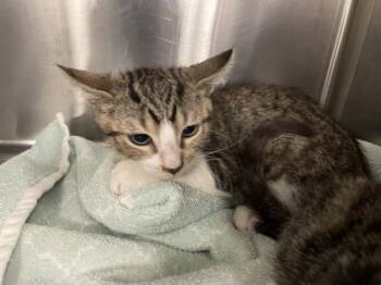 MAXIMUS -  Domestic Short Hair Cat for Adoption in Thousand Palms, California - MAXIMUS | PetCurious