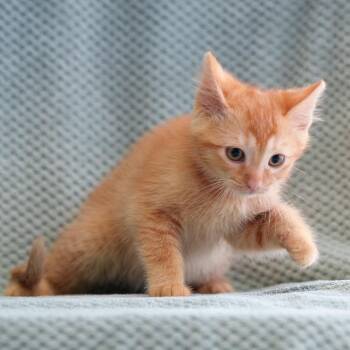 Domestic Short Hair Cats Available for Adoption in Sunnyvale, California - Orange Pekoe | PetCurious