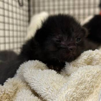 Biscuit -  Domestic Short Hair Cat for Adoption in San Antonio, Texas - Biscuit | PetCurious