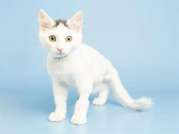 SCULLY -  Domestic Medium Hair Cat for Adoption in Phoenix, Arizona - SCULLY | PetCurious