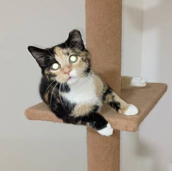 Rescue Domestic Short Hair Cats for Adoption in Ridgeland, Mississippi - KAYLEE | PetCurious