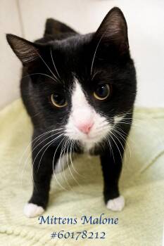 Tuxedo Cats Available for Adoption in Wilkes-barre, Pennsylvania - Mittens Malone  | PetCurious