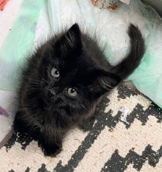 Coleman -  Domestic Long Hair Cat for Adoption in Hagaman, New York - Coleman | PetCurious