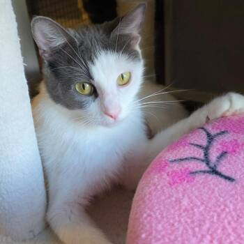 Domestic Short Hair Cats Available for Adoption in Normal, Illinois - Lady Grey | PetCurious