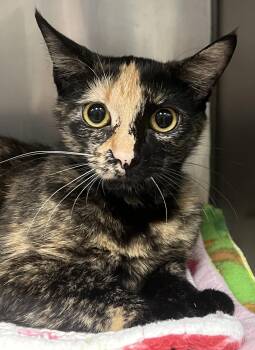 Amelia -  Domestic Short Hair Cat for Adoption in Johnston, Rhode Island - Amelia | PetCurious