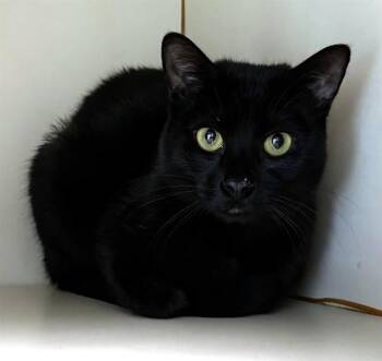 Domestic Short Hair Cats Available for Adoption in Dedham, Massachusetts - WILLY | PetCurious