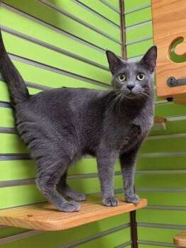 EARLINA -  Domestic Short Hair Cat for Adoption in St. Peters, Missouri - EARLINA | PetCurious