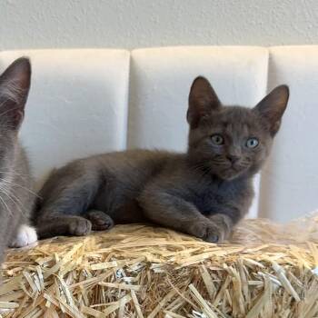 Pudding -  Domestic Short Hair Cat for Adoption in NEW PT RICHEY, Florida - Pudding | PetCurious