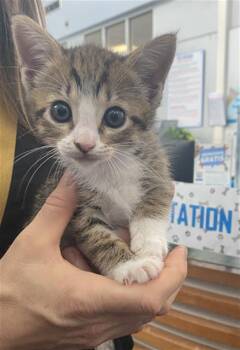 Domestic Short Hair Cats Available for Adoption in Dallas, Texas - ALMA | PetCurious