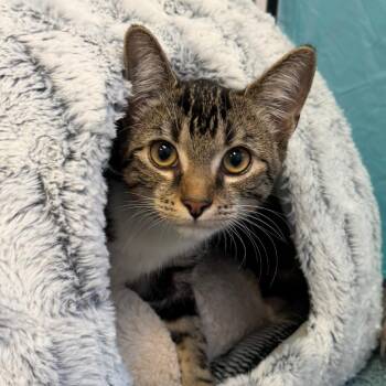 Gabby-Gabby -  Domestic Short Hair Cat for Adoption in Goleta, California - Gabby-Gabby | PetCurious