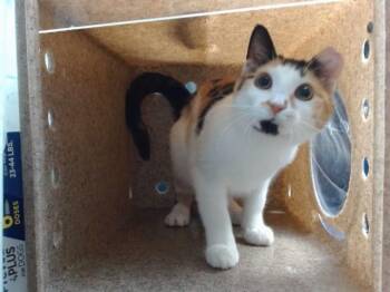 UFO -  Domestic Short Hair Cat for Adoption in Albuquerque, New Mexico - UFO | PetCurious