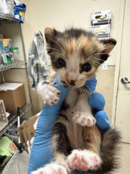 DAPHNE -  Domestic Short Hair Cat for Adoption in Riverside, California - DAPHNE | PetCurious