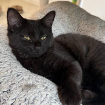 BB-8 -  Domestic Short Hair Cat for Adoption in North Haven, Connecticut - BB-8 | PetCurious