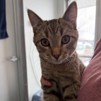 Domestic Short Hair Cats Available for Adoption in Mankato, Minnesota - Colonel Mustard | PetCurious