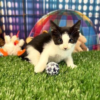 Jim -  Domestic Short Hair Cat for Adoption in Houston, Texas - Jim | PetCurious