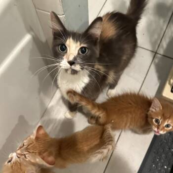 Ember -  Domestic Long Hair and Domestic Medium Hair Cat for Adoption in Houston, Texas - Ember | PetCurious