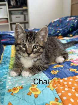 Tabby Cats Available for Adoption in Oakley, California - Chai | PetCurious