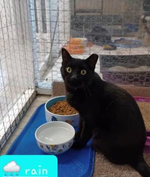 Rescue Domestic Short Hair Cats for Adoption in Walworth, Wisconsin - Rain | PetCurious