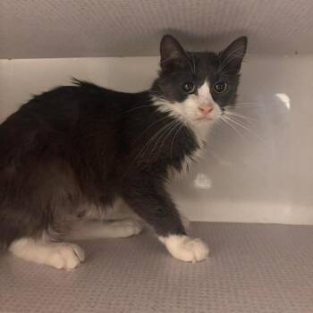 Domestic Medium Hair Cats Available for Adoption in Buffalo, Minnesota - Jesse *Meet Me At Richfield Petsmart* | PetCurious