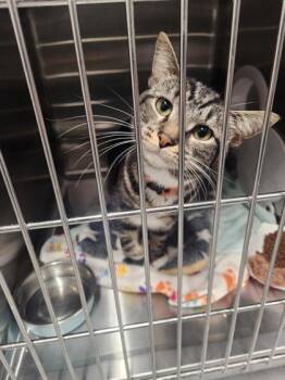 Jack-Hammer -  Domestic Short Hair Cat for Adoption in West Chester, Pennsylvania - Jack-Hammer | PetCurious