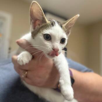 Coconut -  Domestic Short Hair Cat for Adoption in Lake Panasoffkee, Florida - Coconut | PetCurious