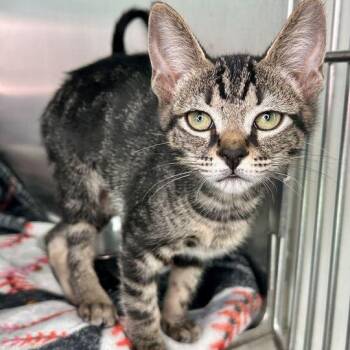 Domestic Short Hair Cats Available for Adoption in Matteson, Illinois - Pecan | PetCurious