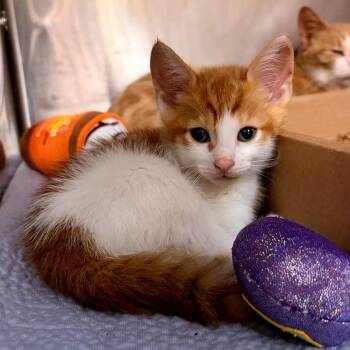Fennel -  Domestic Short Hair Cat for Adoption in Newark, New Jersey - Fennel | PetCurious