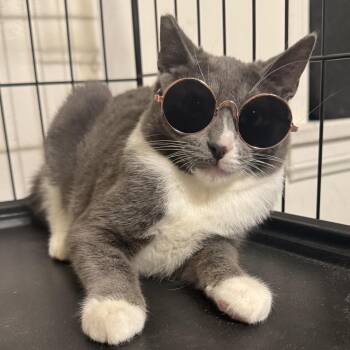 Rescue Domestic Short Hair Cats for Adoption in Los Angeles, California - Gillian | PetCurious