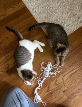 Apple & Olive -  American Shorthair Cat for Adoption in Macomb, Michigan - Apple & Olive | PetCurious