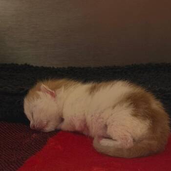 Marmalade -  Domestic Short Hair Cat for Adoption in Tampa, Florida - Marmalade | PetCurious